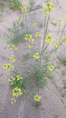 Erysimum canescens