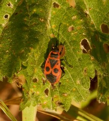 Pyrrhocoris apterus