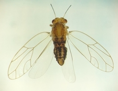Triozidae