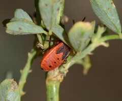 Pyrrhocoris apterus