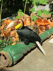 Rhyticeros undulatus