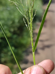 Eragrostis albensis
