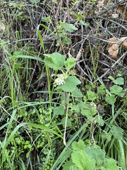 Ribes indecorum
