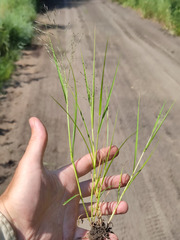Eragrostis albensis