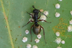 Dolichoderus scabridus