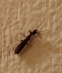 Oligotoma saundersii