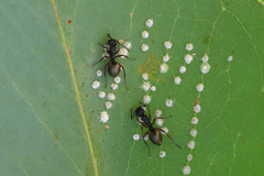 Dolichoderus scabridus