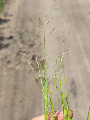 Eragrostis albensis