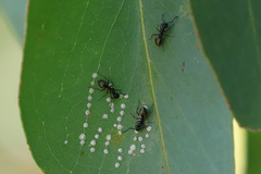 Dolichoderus scabridus