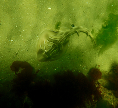 Trygonorrhina dumerilii