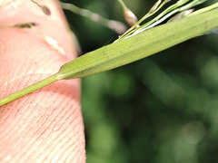 Eragrostis albensis