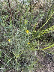 Gutierrezia californica