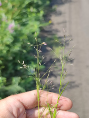Eragrostis albensis