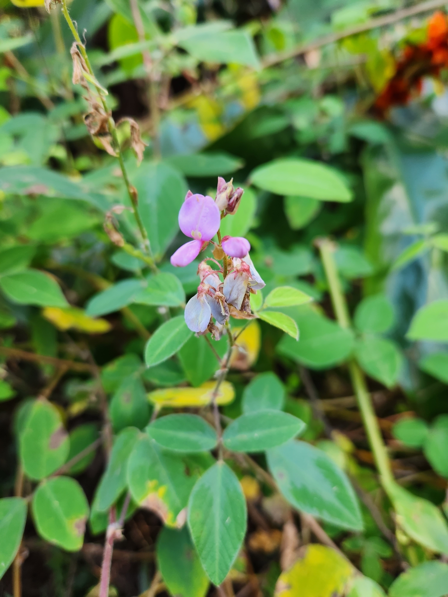 Desmodium incanum (Sw.) DC.