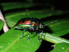 Chrysocoris