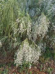 Retama monosperma