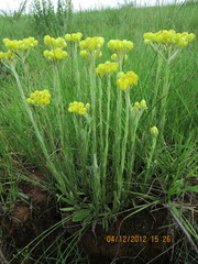 Helichrysum aureonitens