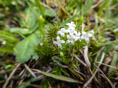 Asperula conferta
