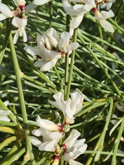 Retama monosperma