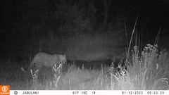 Panthera pardus pardus
