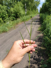 Eragrostis albensis