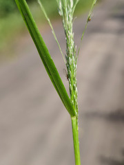 Eragrostis albensis