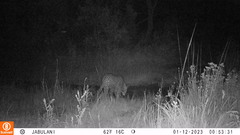 Panthera pardus pardus