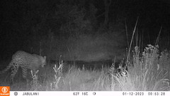 Panthera pardus pardus