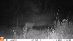 Panthera pardus pardus