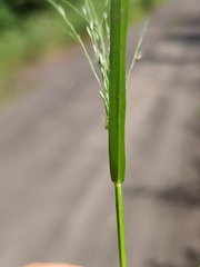 Eragrostis albensis