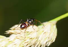 Raglius confusus