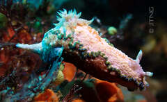 Glossodoris acosti