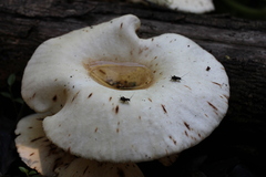 Lentinus sajor-caju