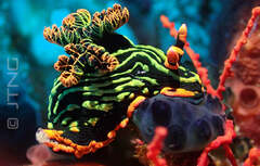 Nembrotha kubaryana