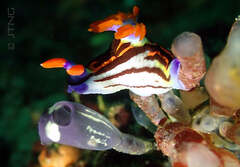Nembrotha