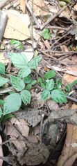 Hylodesmum repandum