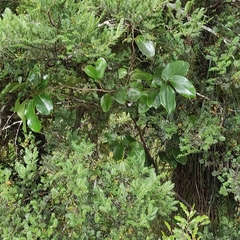 Griselinia lucida