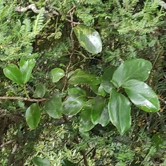 Griselinia lucida