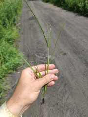 Eragrostis albensis