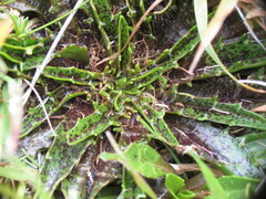 Plantago triandra