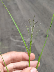 Eragrostis albensis