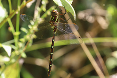 Austroaeschna pulchra