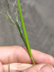 Eragrostis albensis