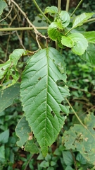 Raorchestes jayarami