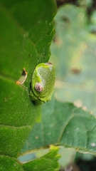 Raorchestes jayarami
