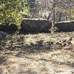 Pterorhinus albogularis