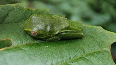 Raorchestes jayarami