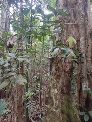 Actinodaphne bourdillonii