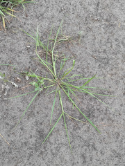 Eragrostis albensis