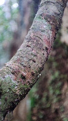 Actinodaphne bourdillonii